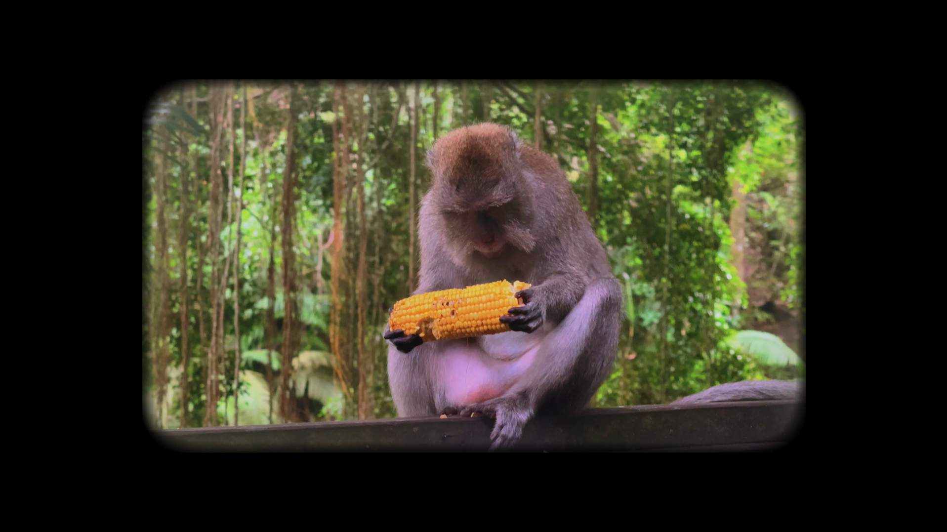 How to get around in Bali